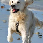 Chien éducation rééducation Bordeaux