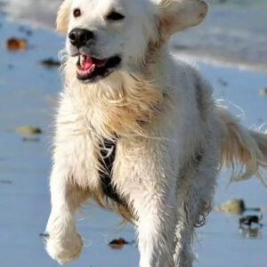 Chien éducation rééducation Bordeaux