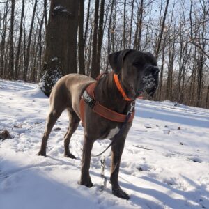 Chien éducation rééducation Bordeaux 4