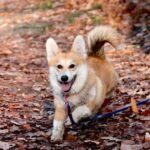 Acquisition d'un chiot conseil à Bordeaux