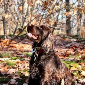 Chien éducation rééducation Bordeaux 5