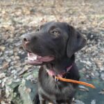 Chien éducation rééducation Bordeaux 6