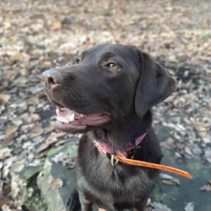 Chien éducation rééducation Bordeaux 6