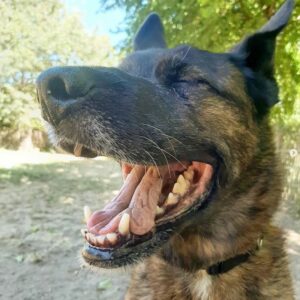 Chien éducation rééducation Bordeaux 7