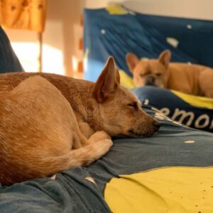 Chien éducation rééducation Bordeaux 3