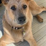 Chien éducation rééducation Bordeaux 8