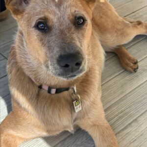 Chien éducation rééducation Bordeaux 8