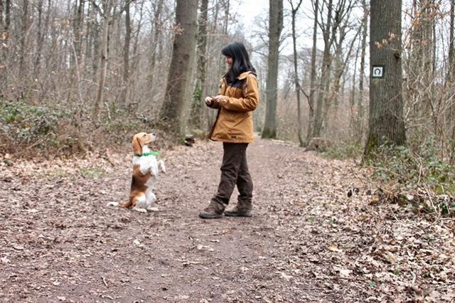 Séance d'éducation canine collectif à Bordeaux