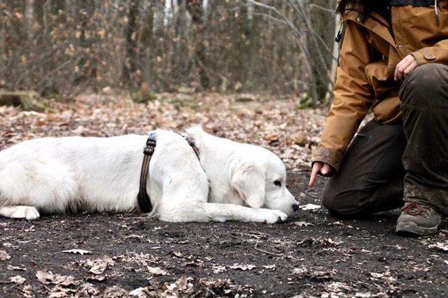 Séance d'eveil du chiot en collectif à Bordeaux