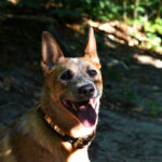 Naga, un Bouvier Australien