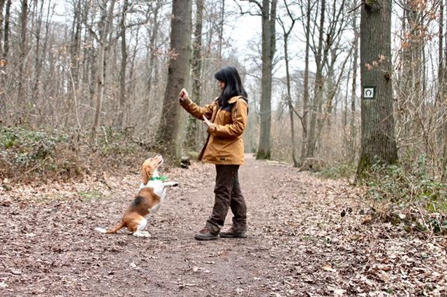 Séance de rééducation canine à Bordeaux