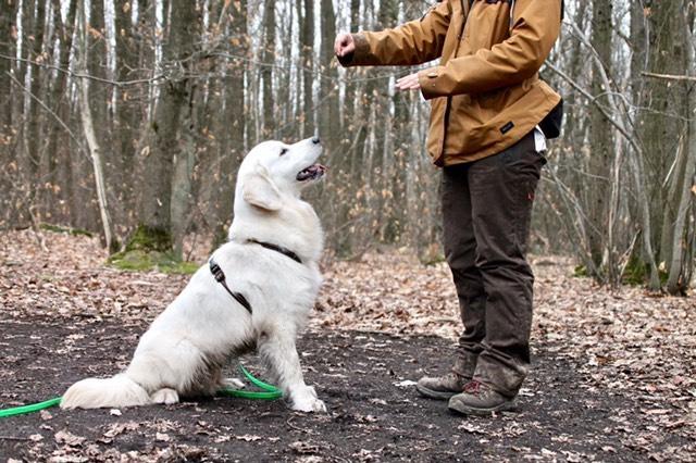 Education canine individuelle