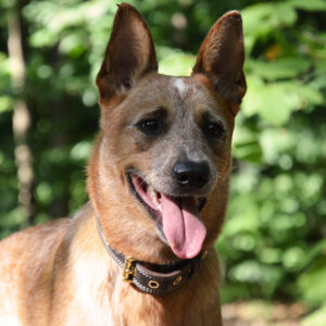 UNCIANIMALS Educateur comportementaliste canin Bordeaux